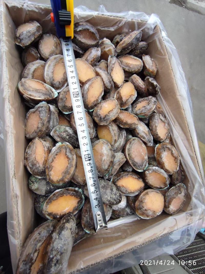 小鲍鱼。爽脆香甜口感饱满回味无穷