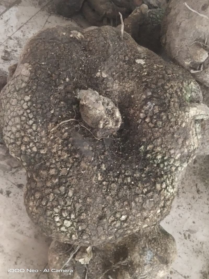 大货鲜货