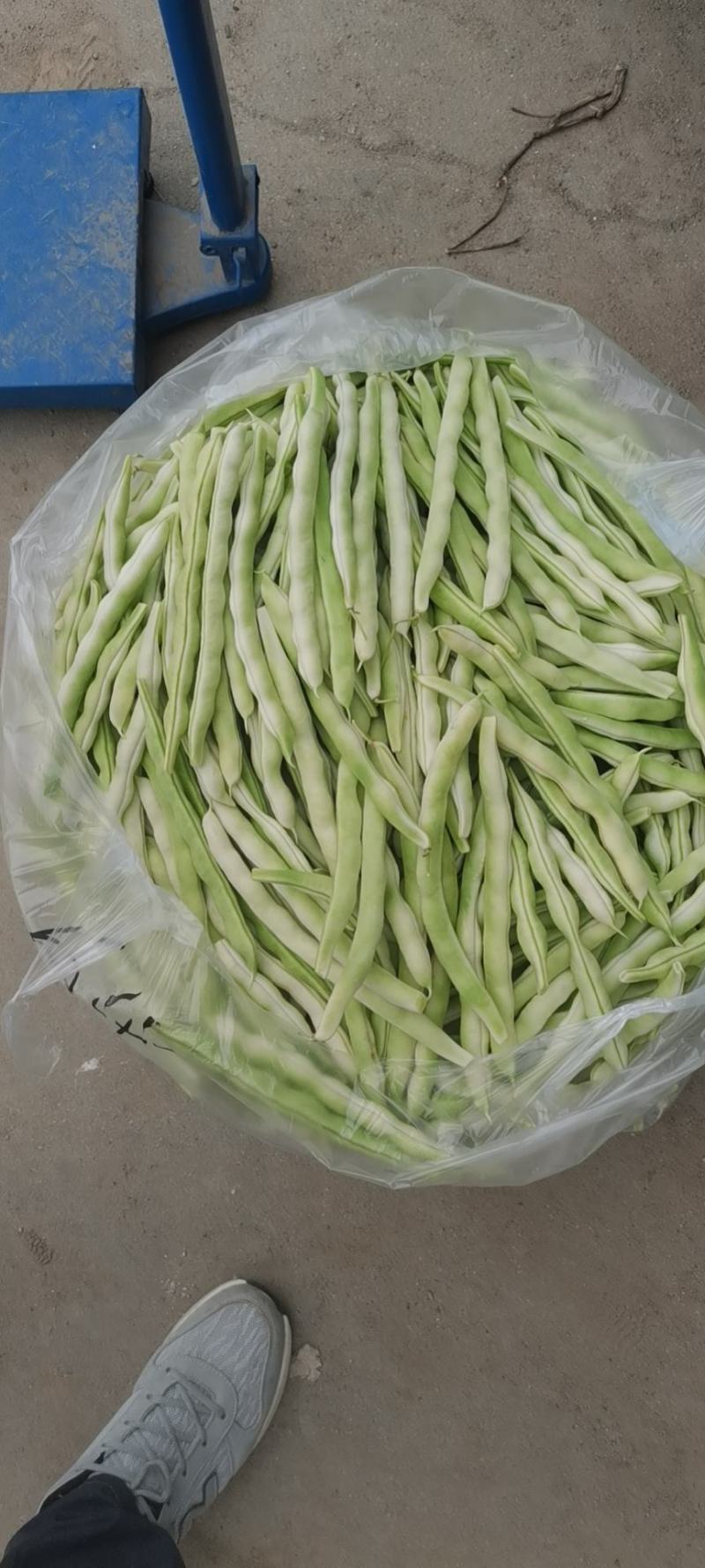 青岛平度芸豆大量上市，质优价廉