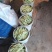 青岛平度芸豆大量上市，质优价廉