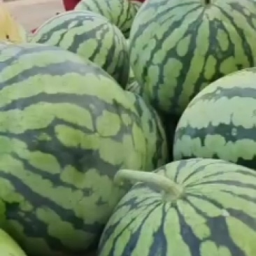 8424西瓜
