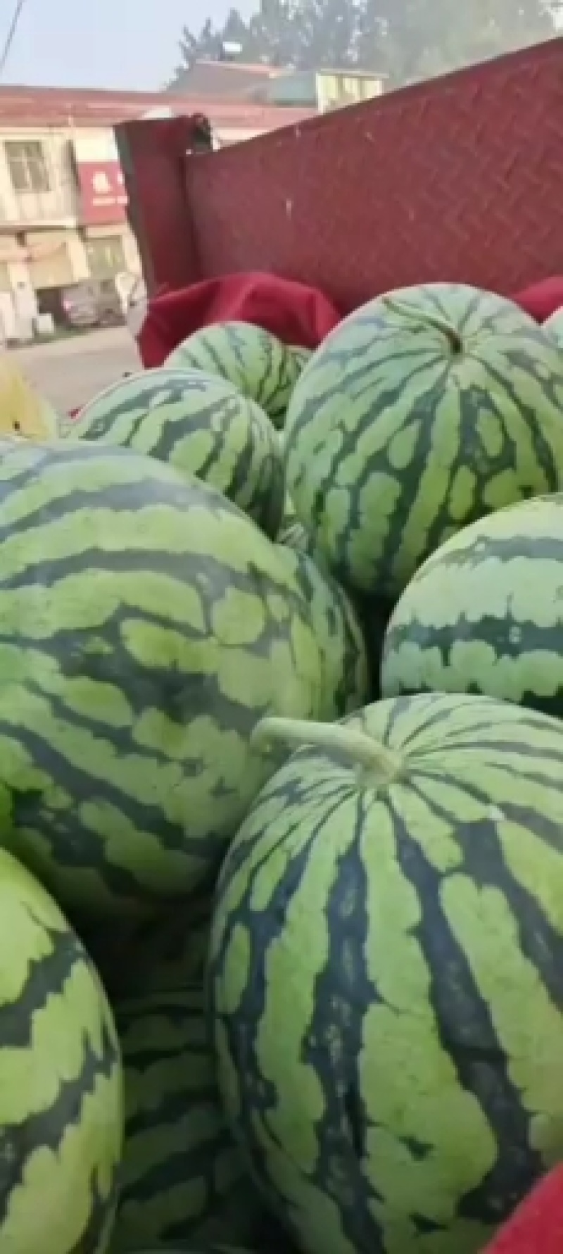 8424西瓜