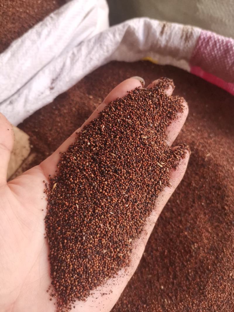 紫苏子河南小粒东北中粒甘肃大粒无杂净货量大从优