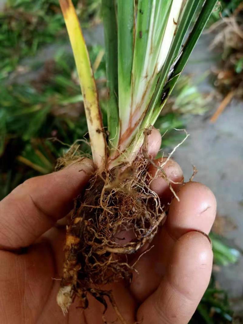 湖南正宗石菖蒲苗石菖蒲种苗