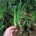 湖南正宗石菖蒲苗石菖蒲种苗