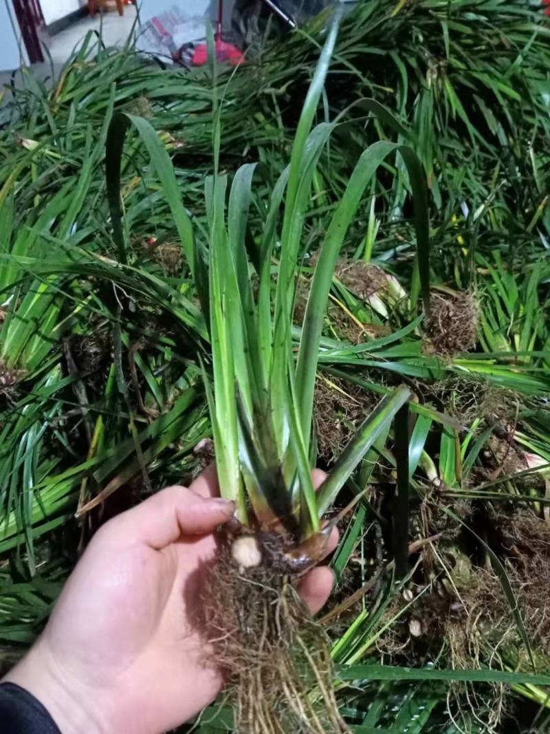 湖南正宗石菖蒲苗石菖蒲种苗