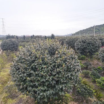 精品茶梅球，精品茶梅球，茶梅柱子欢迎全国各地老板购买洽谈