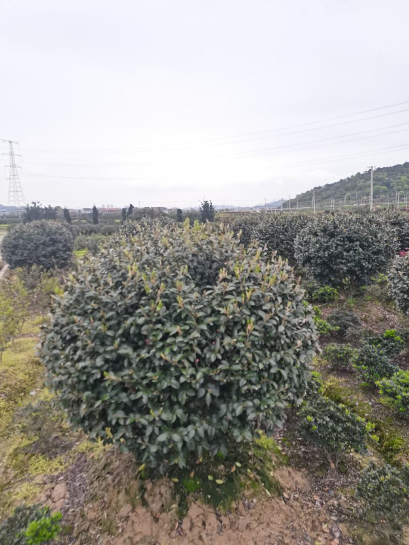精品茶梅球，精品茶梅球，茶梅柱子欢迎全国各地老板购买洽谈