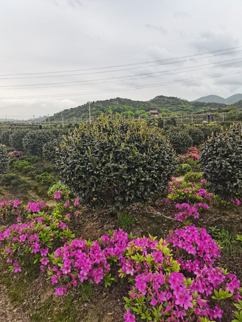 精品茶梅球，精品茶梅球，茶梅柱子欢迎全国各地老板购买洽谈