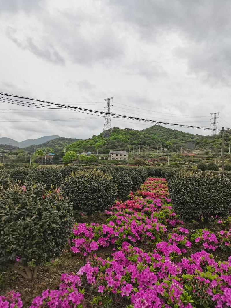精品茶梅球，精品茶梅球，茶梅柱子欢迎全国各地老板购买洽谈