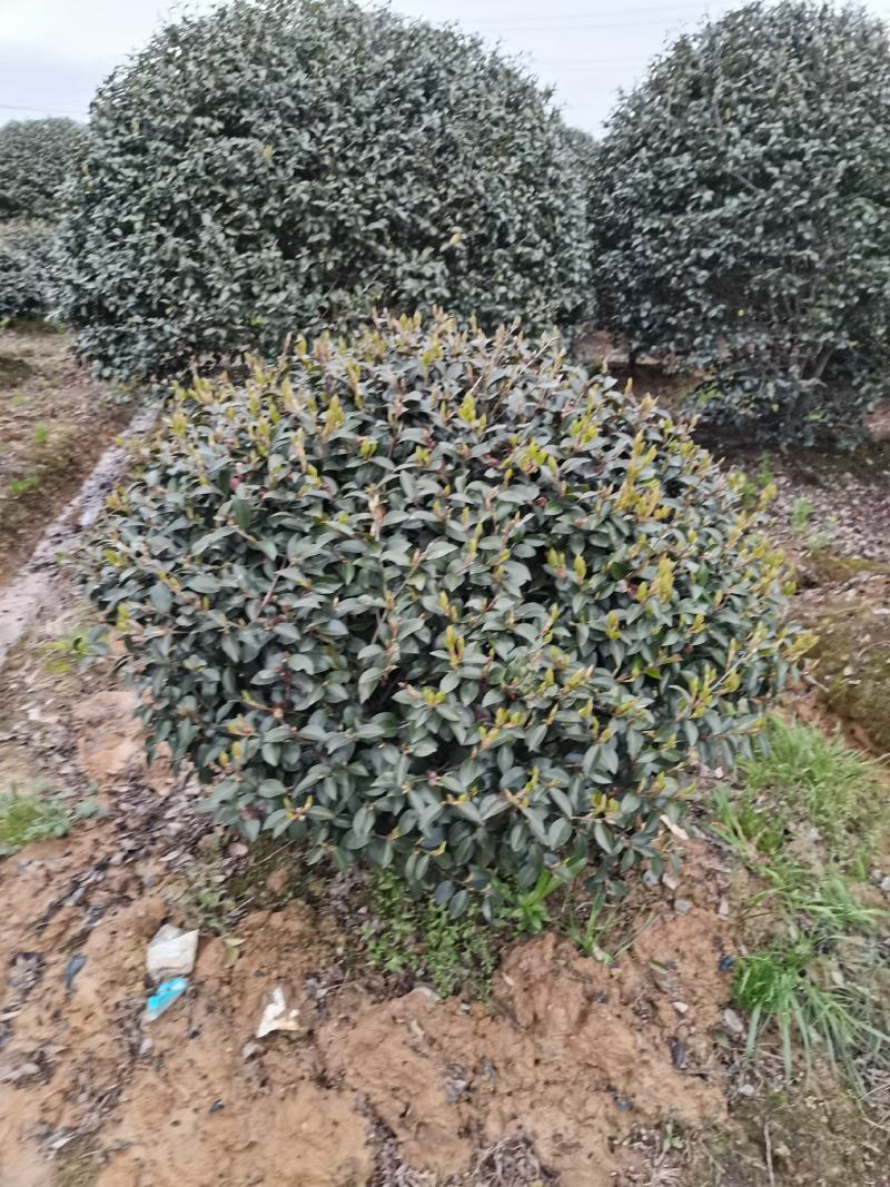 精品茶梅球，精品茶梅球，茶梅柱子欢迎全国各地老板购买洽谈