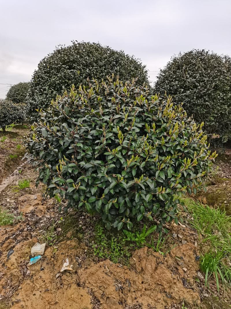 精品茶梅球，精品茶梅球，茶梅柱子欢迎全国各地老板购买洽谈