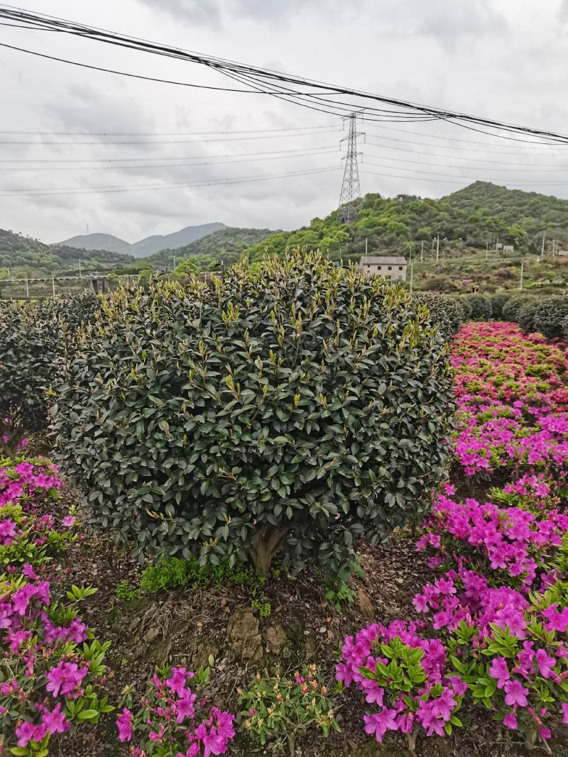 精品茶梅球，精品茶梅球，茶梅柱子欢迎全国各地老板购买洽谈