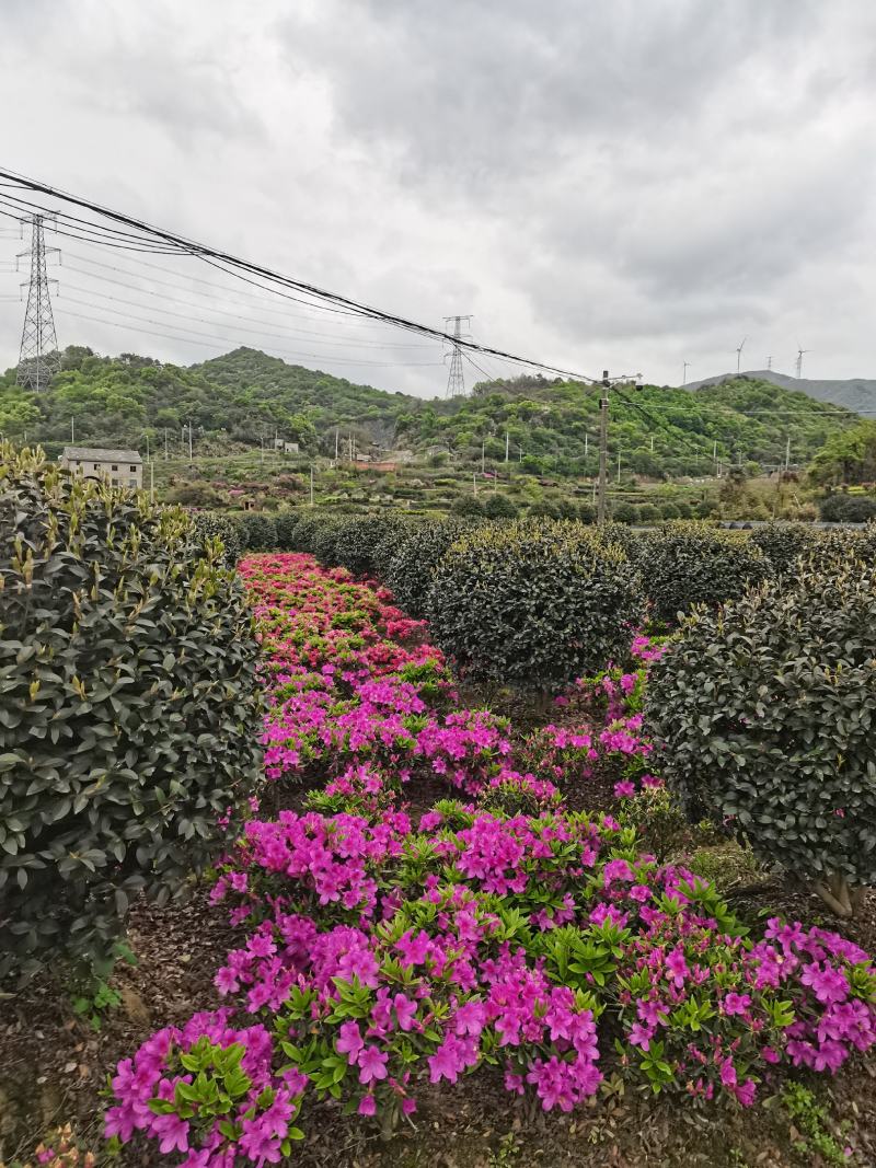 精品茶梅球，精品茶梅球，茶梅柱子欢迎全国各地老板购买洽谈