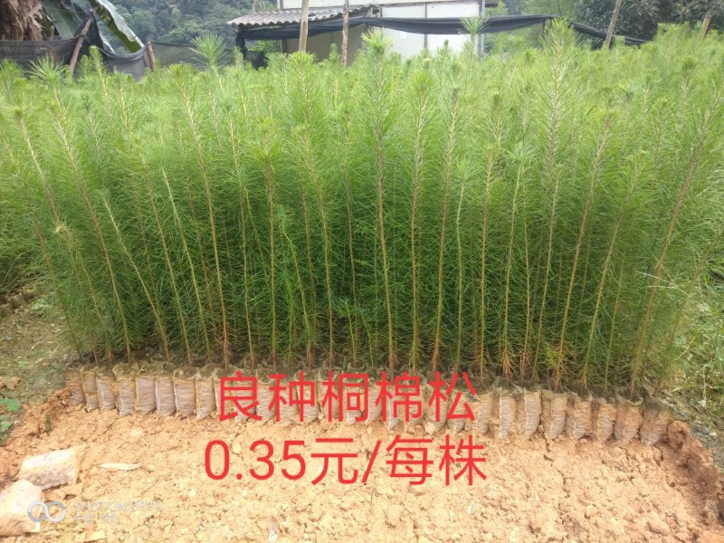 大量供应(速生桉树苗泥巴杯），(高产脂良种桐棉松)
