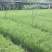 大量供应(速生桉树苗泥巴杯），(高产脂良种桐棉松)