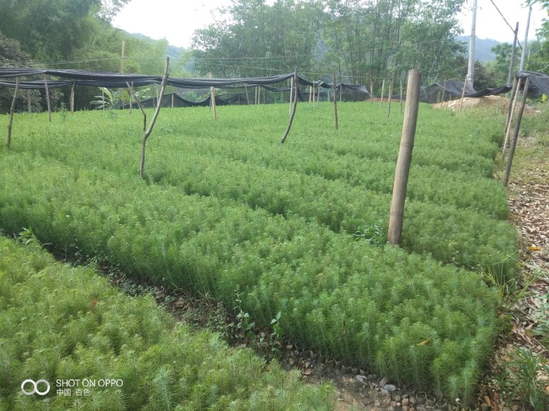 大量供应(速生桉树苗泥巴杯），(高产脂良种桐棉松)