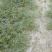 大棚麒麟西瓜大量上市