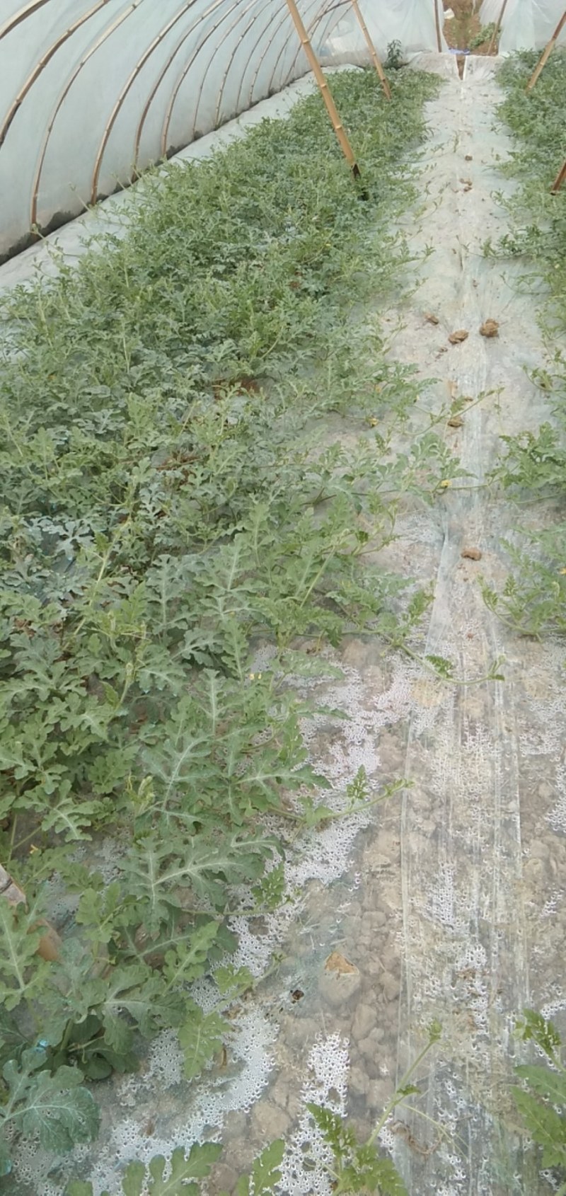 大棚麒麟西瓜大量上市
