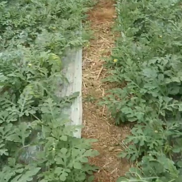 大棚麒麟西瓜大量上市
