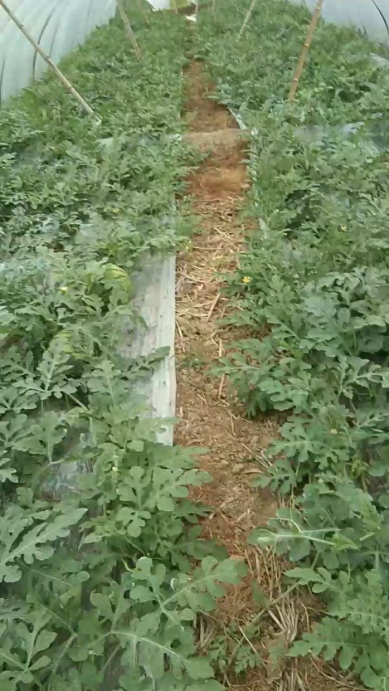 大棚麒麟西瓜大量上市