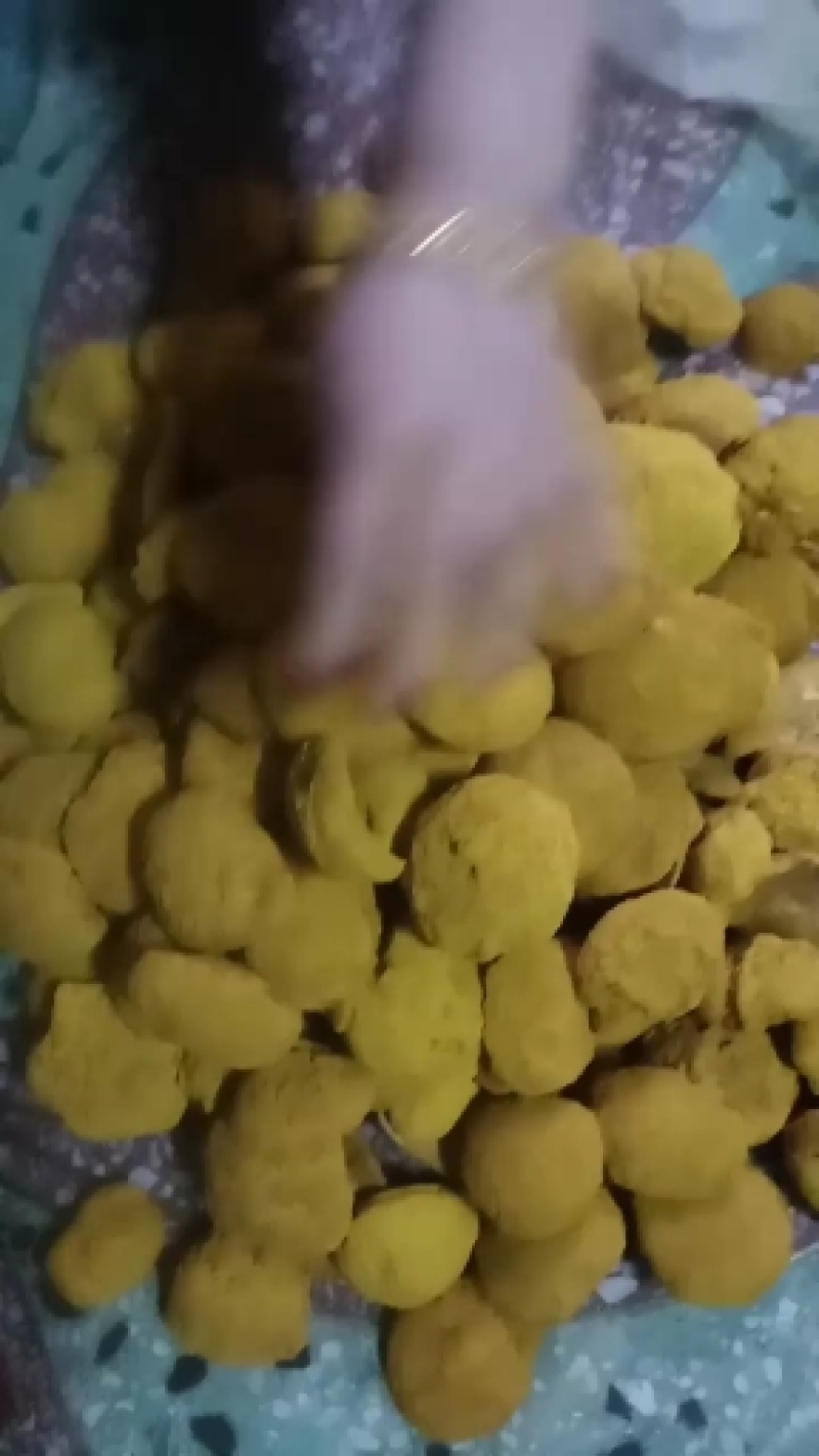 桑黄