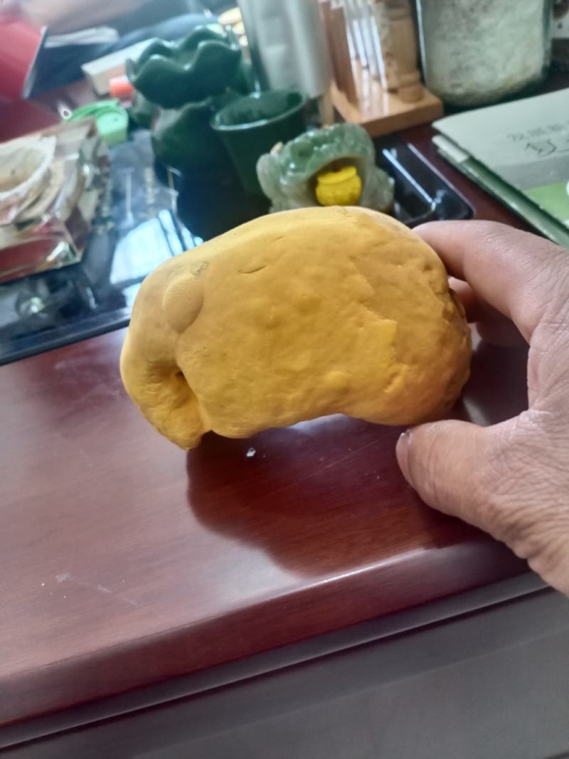 桑黄