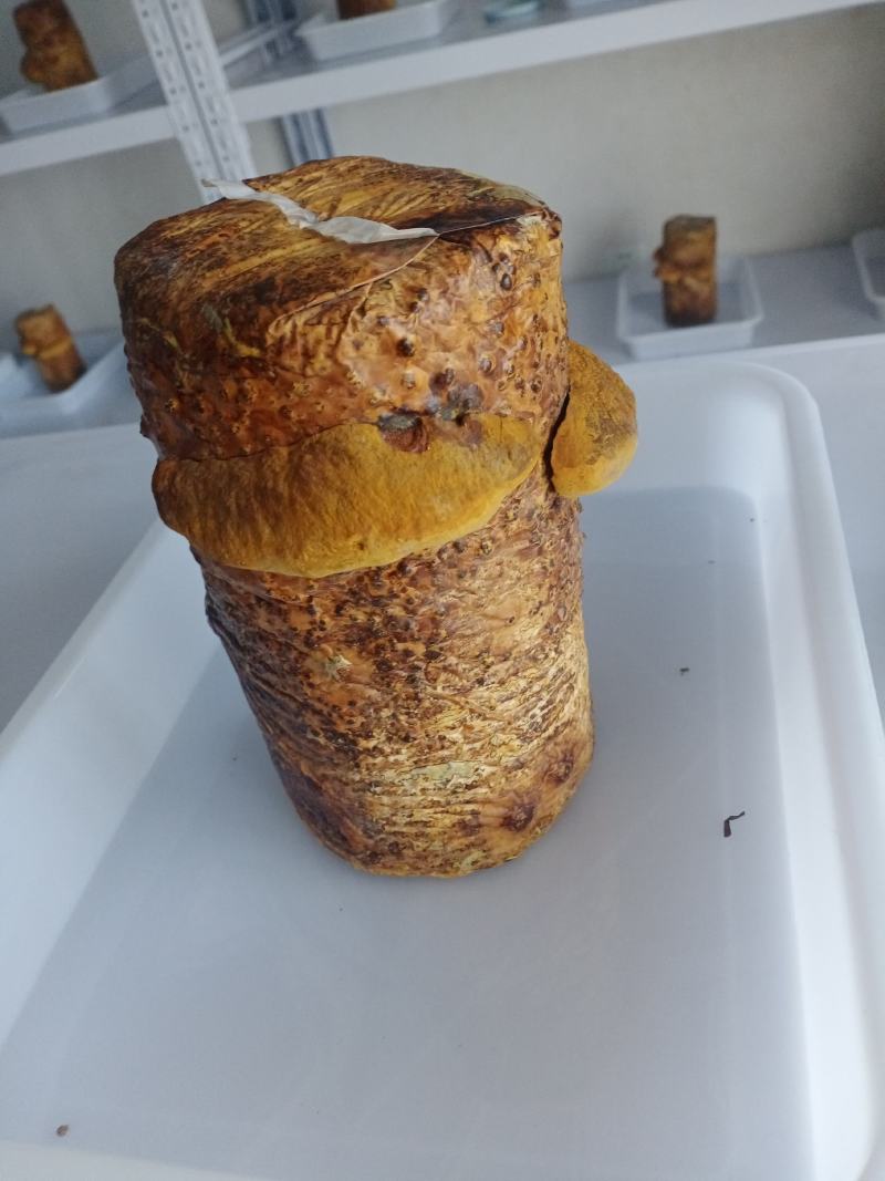 桑黄