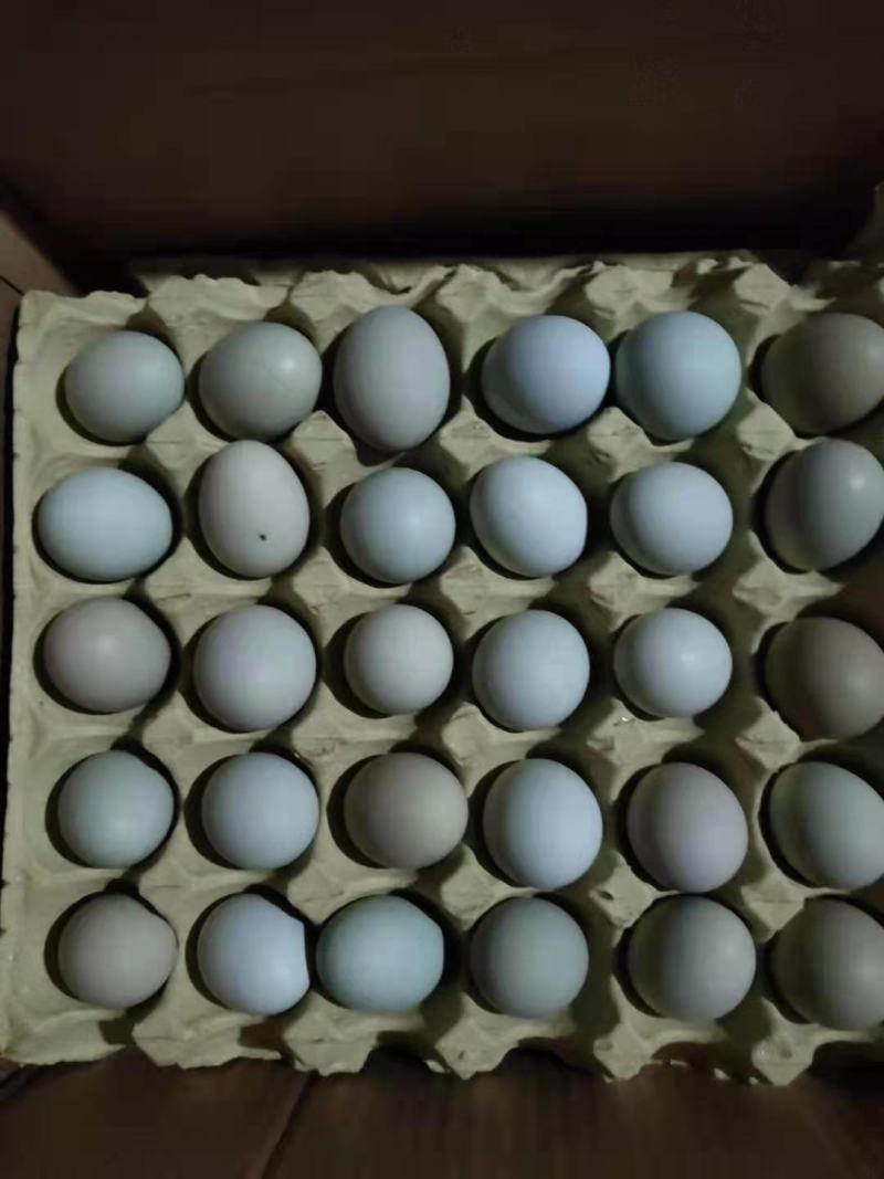 绿壳土鸡蛋产地直发品质保证量大从优一手货源