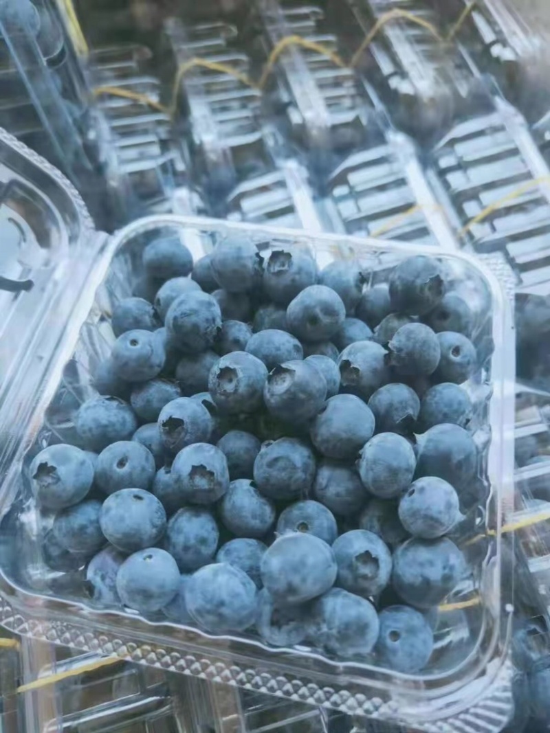 电商，渠道蓝莓小果有量
