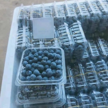 电商，渠道蓝莓小果有量