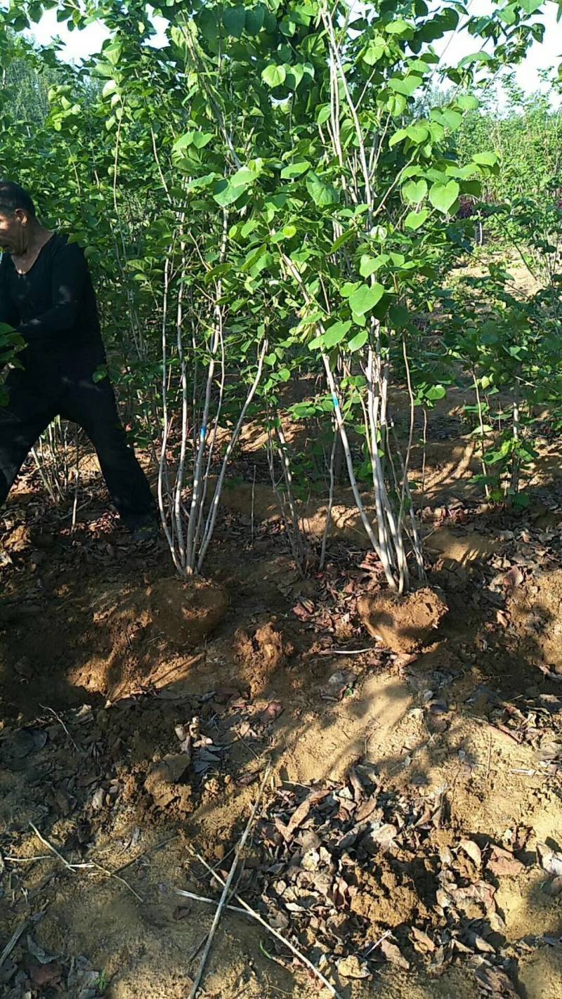 丛生紫荆价格，丛生紫荆基地，丛生紫荆批发视频看货