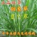，新型甜象草3号无毛，，新型甜象草3号无毛，，，，，，，