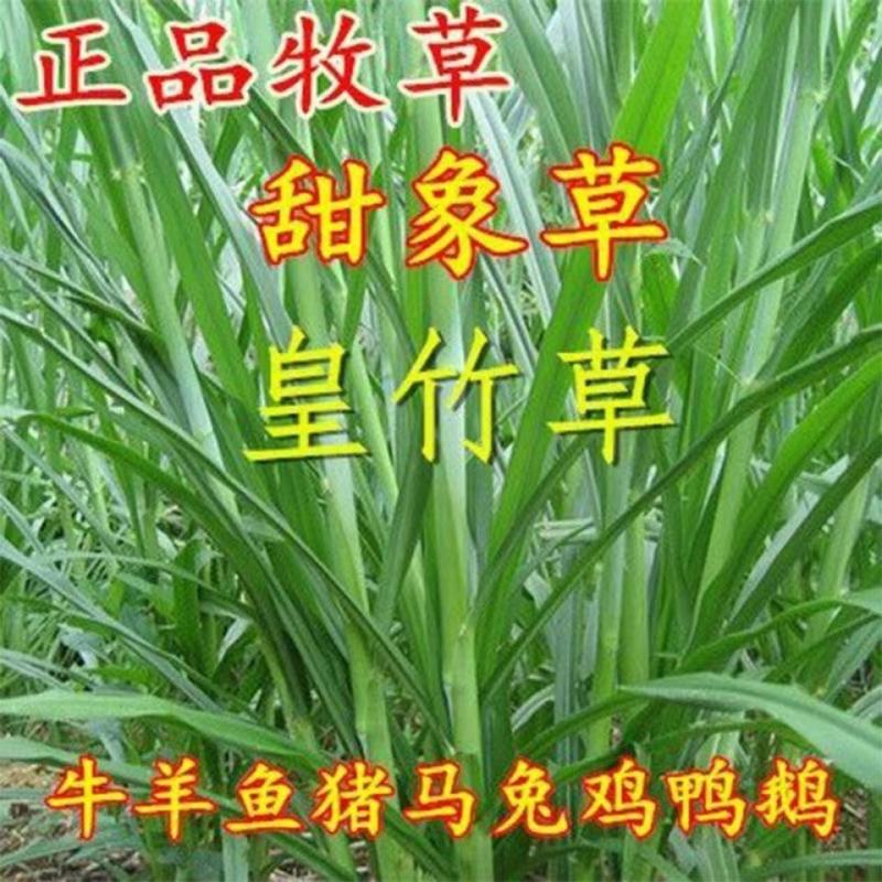 ，新型甜象草3号无毛，，新型甜象草3号无毛，，，，，，，