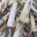 ，新型甜象草3号无毛，，新型甜象草3号无毛，，，，，，，