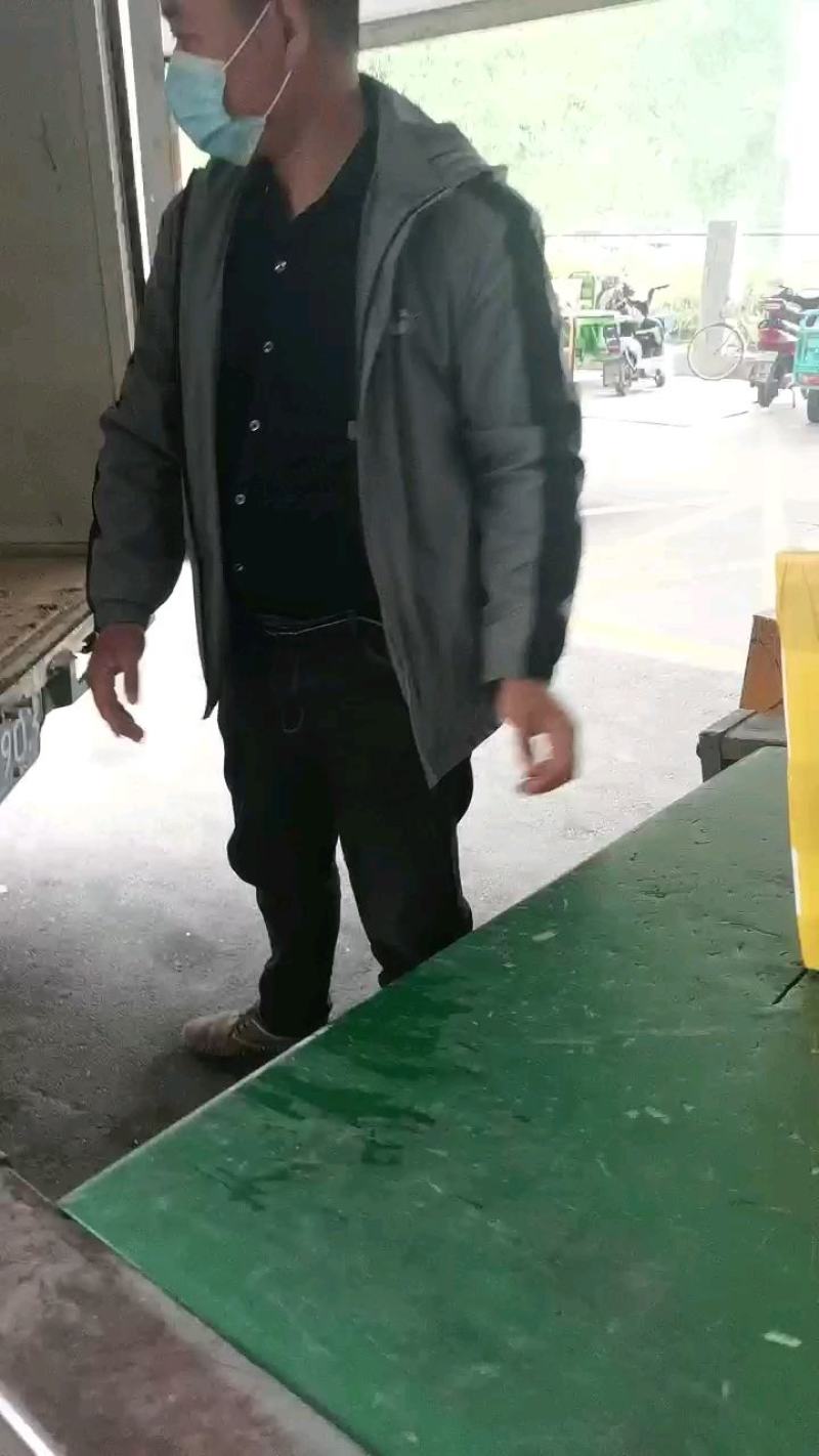 大球盖菇