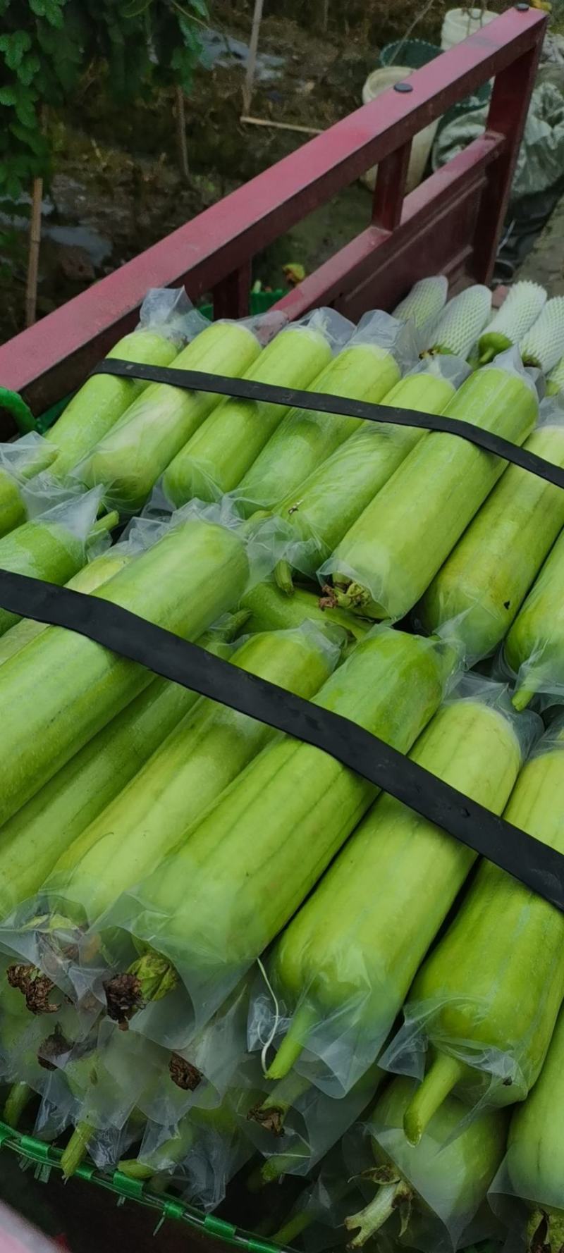 白玉丝瓜奶油丝瓜肉丝瓜上市质量杠杠的
