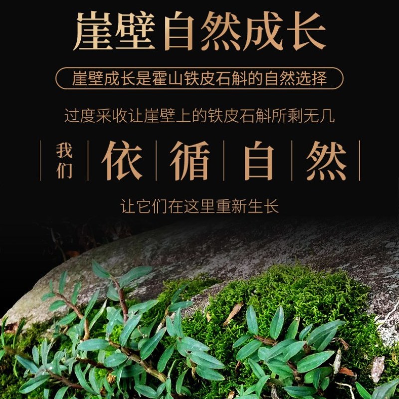 铁皮石斛霍山正宗野生石斛枫量大从优欢迎来单