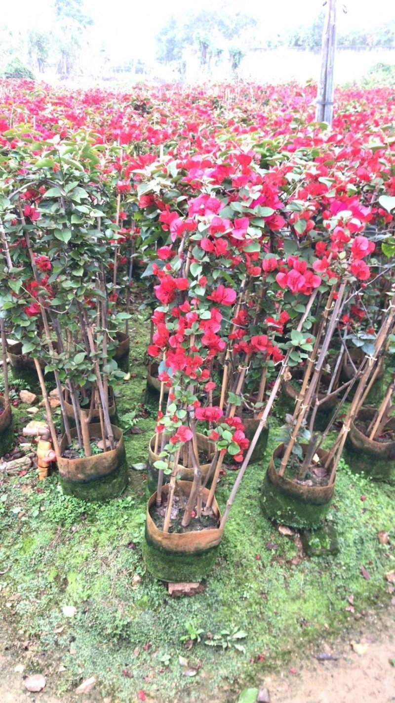 大量低价出售80厘米-120厘米高勒杜鹃。