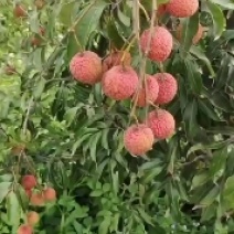 大果