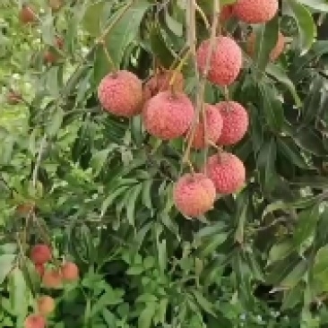 大果