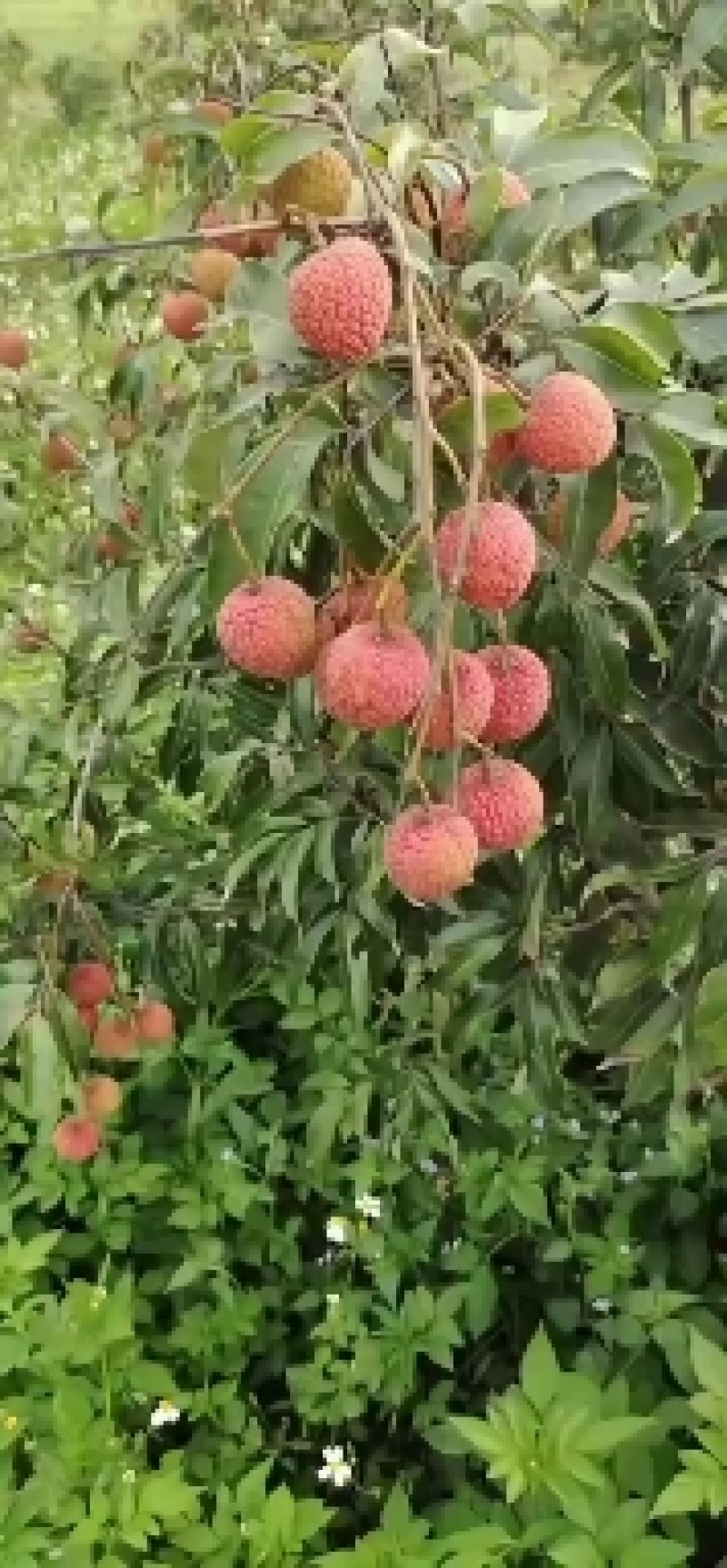 大果