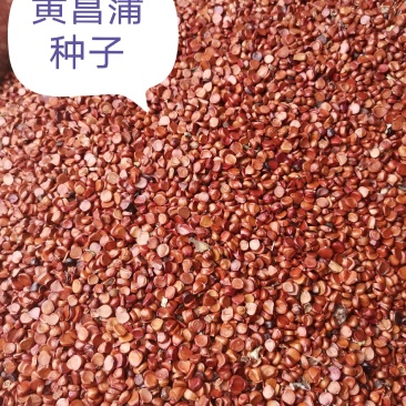 黄菖蒲种子