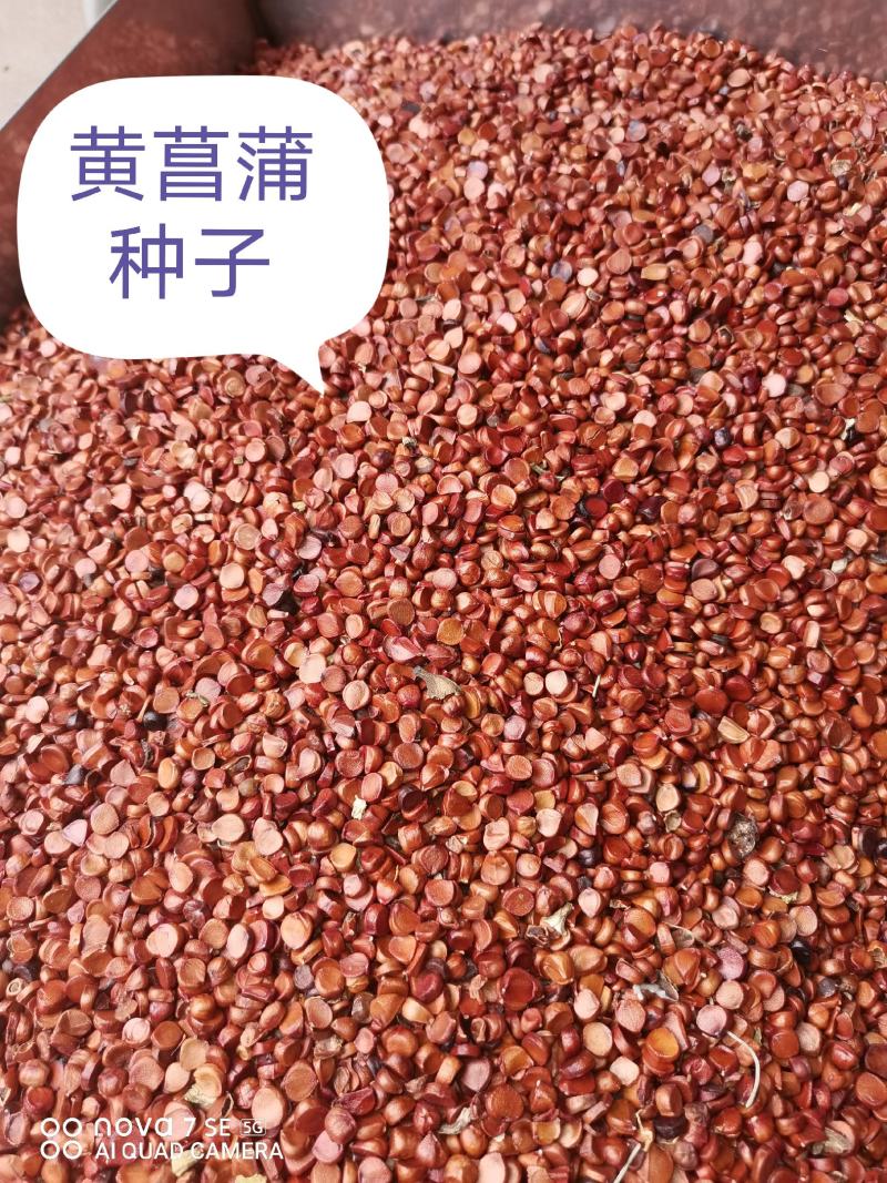 黄菖蒲种子