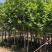 大量低价出售4-15荷花玉兰，货源充足，价格美丽
