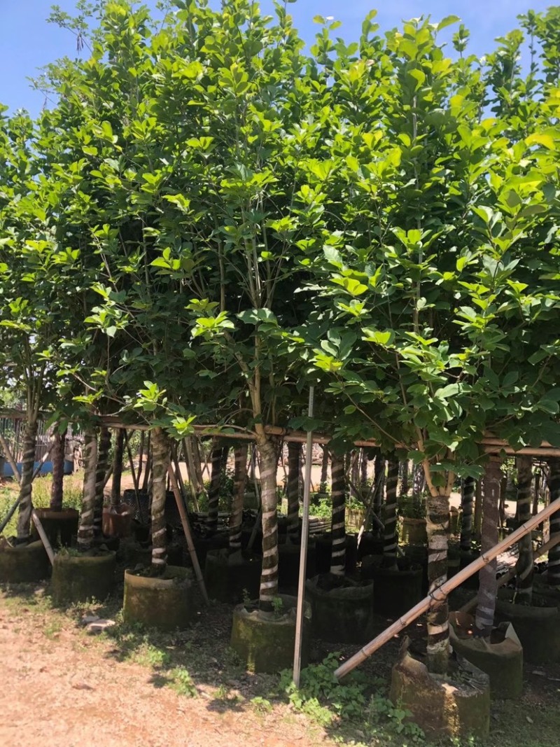 大量低价出售4-15荷花玉兰，货源充足，价格美丽