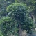 大量低价出售4-15荷花玉兰，货源充足，价格美丽