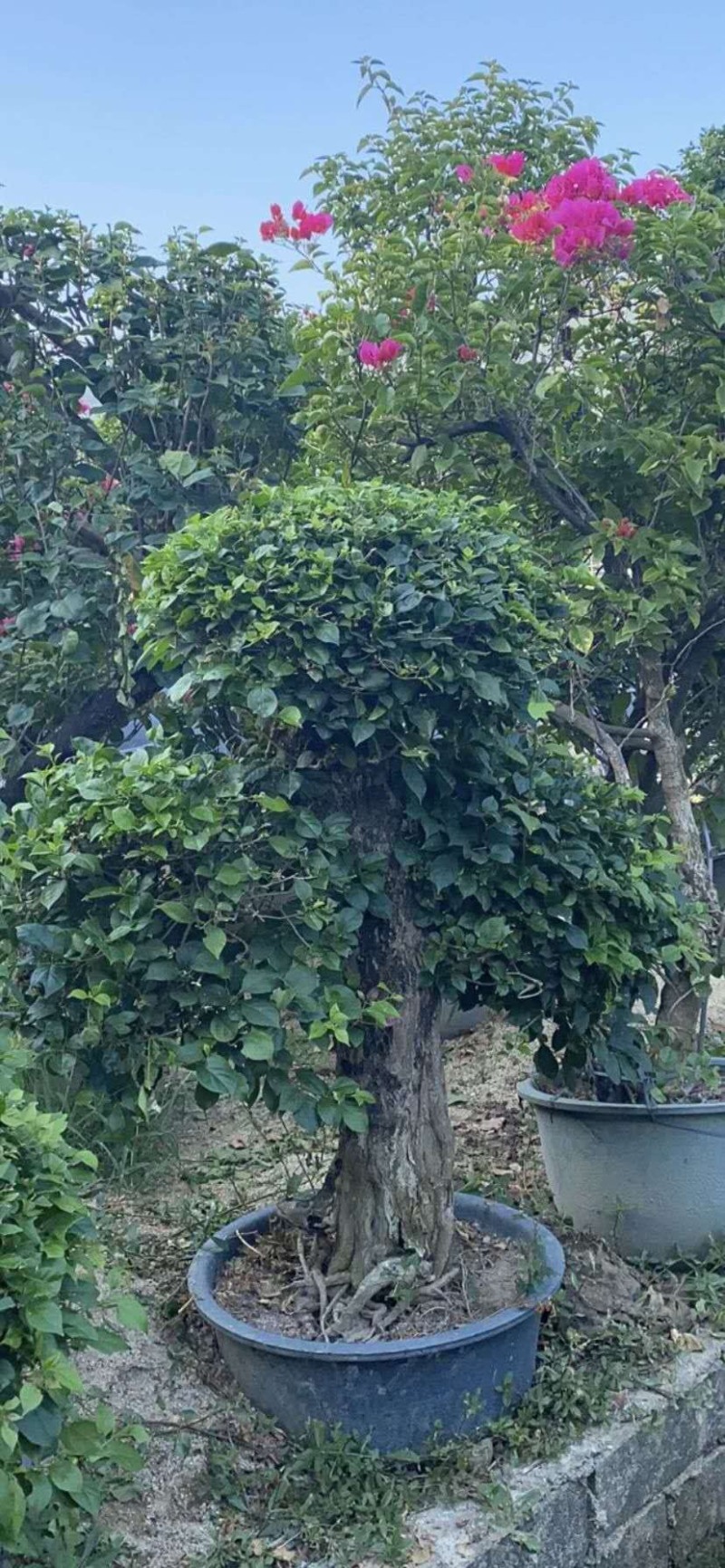 大量低价出售4-15荷花玉兰，货源充足，价格美丽