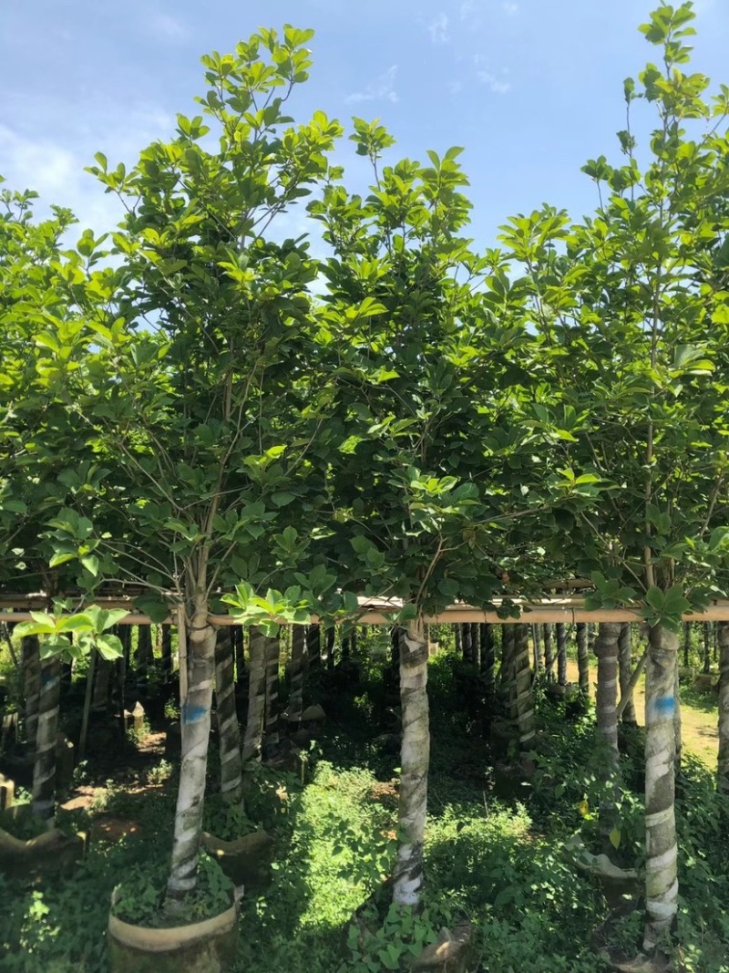 大量低价出售4-15荷花玉兰，货源充足，价格美丽