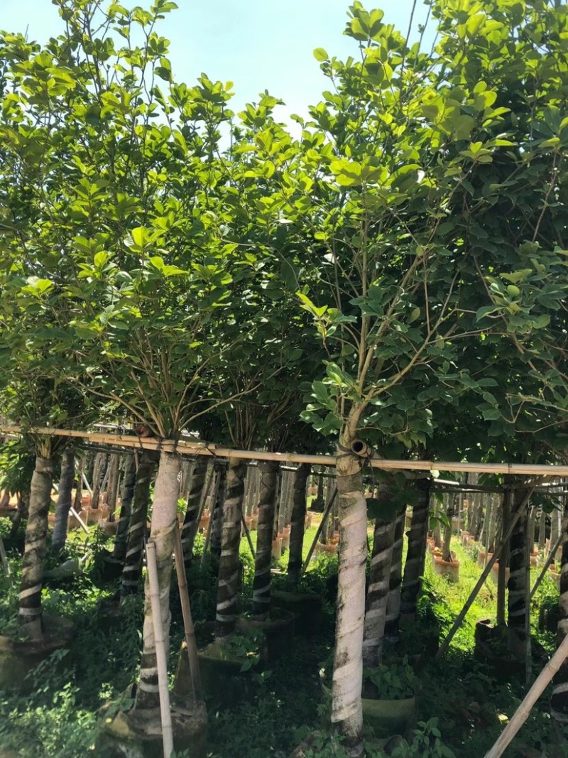 大量低价出售4-15荷花玉兰，货源充足，价格美丽